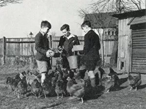 Tennal Approved School, Birmingham - Feeding Hens