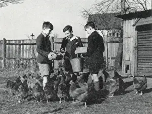 Hens Prints: Tennal Approved School, Birmingham - Feeding Hens