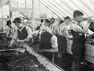 Tennal Prints: Tennal Approved School, Birmingham - Greenhouse