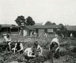 Approved Collection: Tennal Approved School, Birmingham - Harvesting