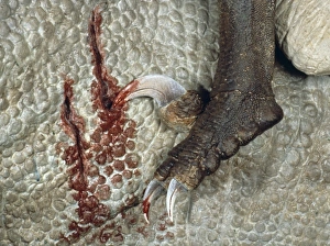 Euornithopoda Collection: Tenontosaurus attacked by Deinonychus