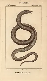 Hippolyte Prints: Tentacled snake, Erpeton tentaculatum