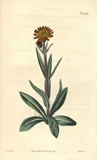 Aurantiaca Gallery: Tephroseris integrifolia