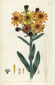 Tephroseris integrifolia