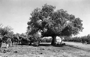 Camels Prints: Terebinth tree, Holy Land