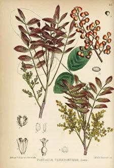Medicinal Collection: Terebinth or turpentine tree, Pistacia terebinthus