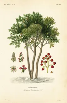 Terebinth or turpentine tree, Pistacia terebinthus