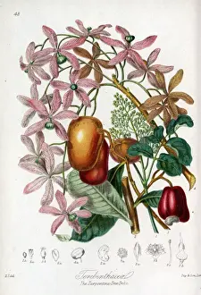 Terebinthaceae - Turpentine Tree