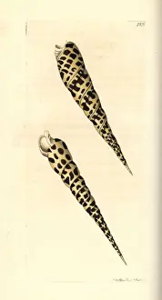 Auger Prints: Terebra subulata