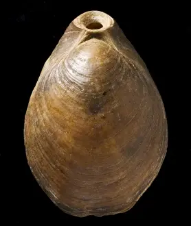 Great Britain Prints: Terebratula, a fossil brachiopod
