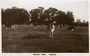 Parkland Collection: Terling, Essex, Terling Park - Terling Place