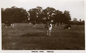 Parkland Prints: Terling, Essex, Terling Park - Terling Place