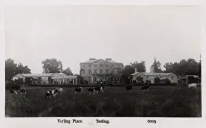 Cows Prints: Terling, Essex, Terling Place, family seat of Baron Rayleigh