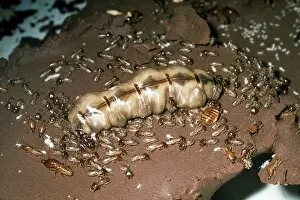 Larvae Collection: Termite colony