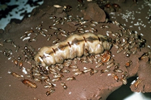 Larvae Collection: Termite colony