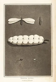 Termites Prints: Termites, Macrotermes bellicosus