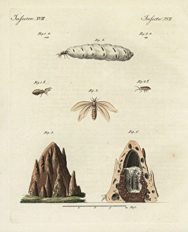 Termites and mound Termites and mound