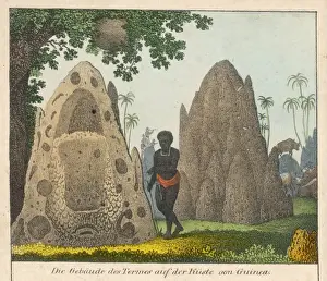 Termites Prints: Termits Nests