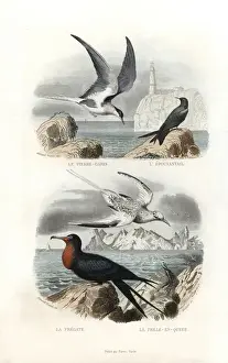Edouardtravies Prints: Tern, black tern, great frigatebird and white-tailed