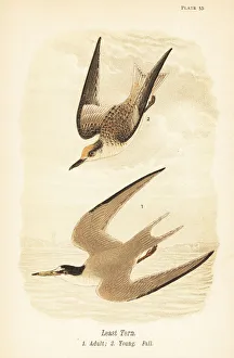 Hirundo Prints: Least tern, Sternula antillarum