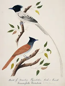 Terpsiphone paradisi, Asian paradise-flycatcher