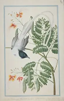 Loten Prints: Terpsiphone paradisi, Asian paradise-flycatcher