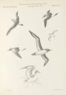 Terra Nova birds report