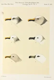 Report Prints: Terra Nova birds report