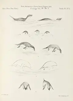 Terra Nova Birds report