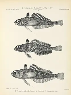 Terra Nova Fish report