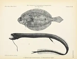 Explore Prints: Terra Nova Fish report
