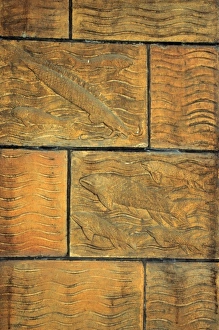 Detail of terracotta moulding of a fish in the Waterhouse Bu Detail of terracotta moulding of a fish in the Waterhouse Bu