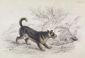 Terrier and Badger