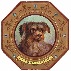 Images Dated 23rd November 2015: Terrier dog on plate design on a Christmas card