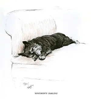 Darling Prints: Terrier lying on a sofa