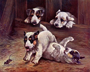 Terriers Collection: Terrier puppies chasing a mouse - He's Mine