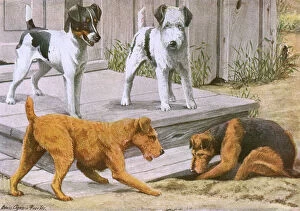 Terrier Collection: Terriers