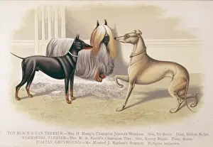 Terriers and Greyhound