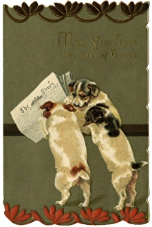 Images Dated 14th November 2011: Terriers Read the Times