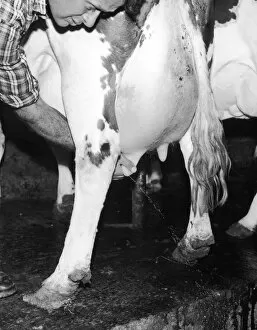 Milk Collection: Testing a Cows Udders