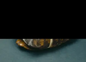 Testudinidae Prints: Testudo graeca, spur-thighed tortoise