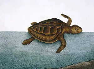 Loggerhead Prints: Testudo marina, loggerhead turtle