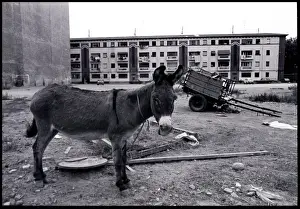 Tethered Prints: Tethered donkey on waste ground, Valencia, Spain