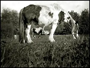 Tethered Prints: Tethered horses Hertfordshire