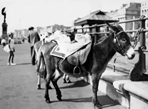 Tethered Prints: Tethered Seaside Donkeys