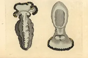Tethys sea slug, Tethys fimbria