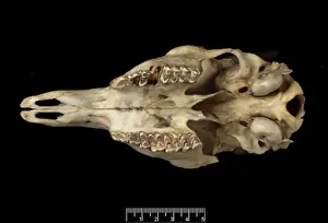Ungulate Prints: Tetracerus quadricornis, four-horned antelope