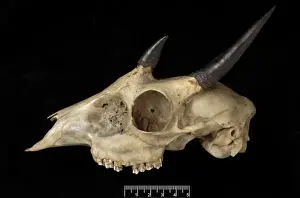 Tetracerus quadricornis, four-horned antelope