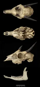 Tetracerus quadricornis, four-horned antelope