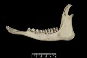 Ungulate Prints: Tetracerus quadricornis, four-horned antelope jaw